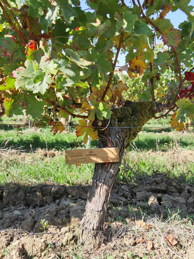 Виноградник на урожай